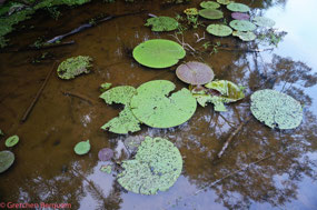Very Large Lilly Pads
