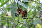Butterfly House - Orange/Black Butterflies Mating