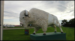 The Buffalo in Front of our Hotel