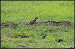 Badlands - Family of Prairie Dogs