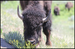 Roosevelt - Buffalo Up Close