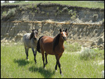 Roosevelt - Wild Horses Looking at Us