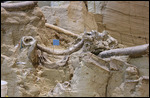 Mammoth - Bones in Place