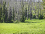 Yellowstone - Bear and Cubs