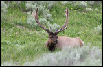 Yellowstone - Male Elk