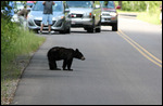 Glacier - Bear in the Road