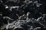 Craters - Jody's New friend