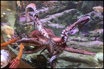 Aquarium - Octopus