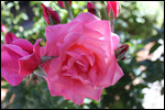 Roses Outside Our Hotel Room