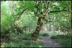 Rain - Rain Forest Trees