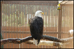 Center - Bald Eagle Closeup
