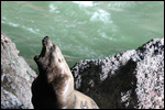 Sea Lion - Roaring