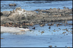 Arago - Seals & Sea Lions
