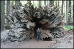 Avenue - Jody & the Fallen Tree