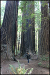 Avenue - Little Jody, Big Trees