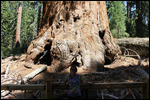 Grant - Jody at the Big Tree