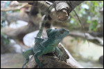 Zoo - Lizard