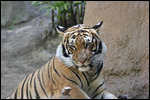 Zoo - Tiger