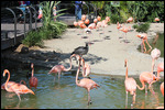 Zoo - Flamingos
