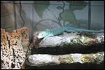 Zoo - Lizard