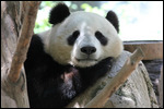 Zoo - Panda