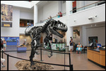 Natural - T-Rex
