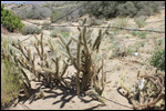 Scenic Overlook - First Cactus