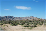 Joshua - Desert Floor