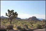 Joshua - Joshua Tree