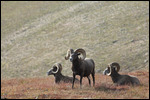 Rocky - Long-Horn Sheep at 12,000 ft