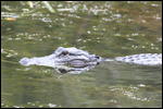 Swamp - The Alligators