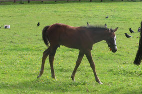 Irish National Stud - 3 Month Old Colt