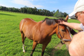 Irish National Stud - Retired Geldings