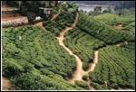 Lots of tea