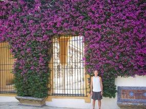 I´m in awe of this bougainvillea