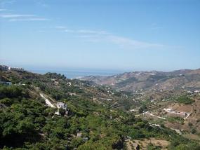Frigiliana is surrounded by family avocado groves