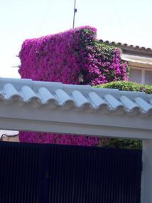 Covering a side wall of this house!