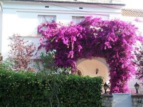 And my bougainvillea is out of control??