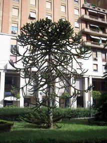 Can Mike Ball tell us what kind of tree this is?