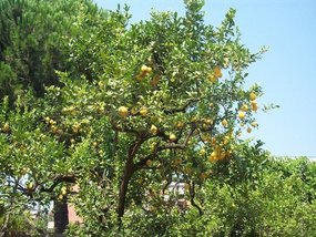Lemons and oranges growing on the same tree!