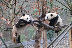 Playful juveniles