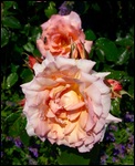 Awww purty roses 