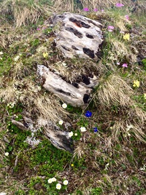 Some alpine flowers along the path 