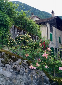Roses everywhere. Just lovely