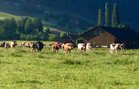 Cows coming to have a look