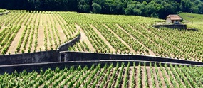 Aigle vineyards 