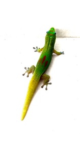A beautiful gecko we found 