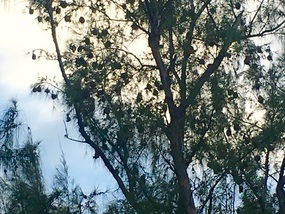 Cardinal nests 