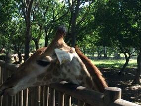 Feeding the giraffes 