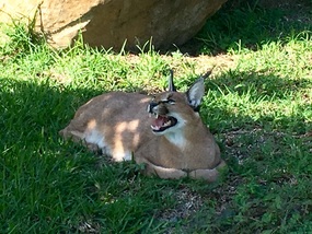 My, what big teeth you have!